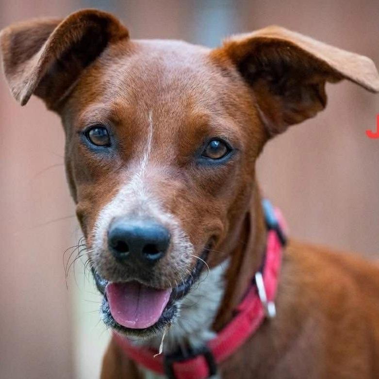 Jasmine, a Adoptable mixed breed in Chaska, MN image 4/6