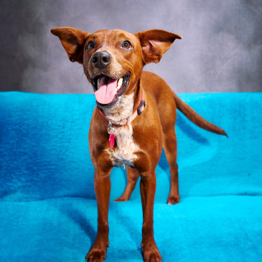 Jasmine, a Adoptable mixed breed in Chaska, MN image 5/6