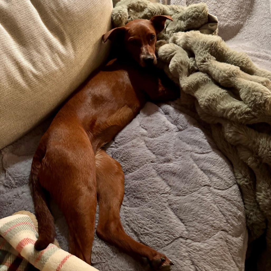 Jasmine, a Adoptable mixed breed in Chaska, MN image 6/6