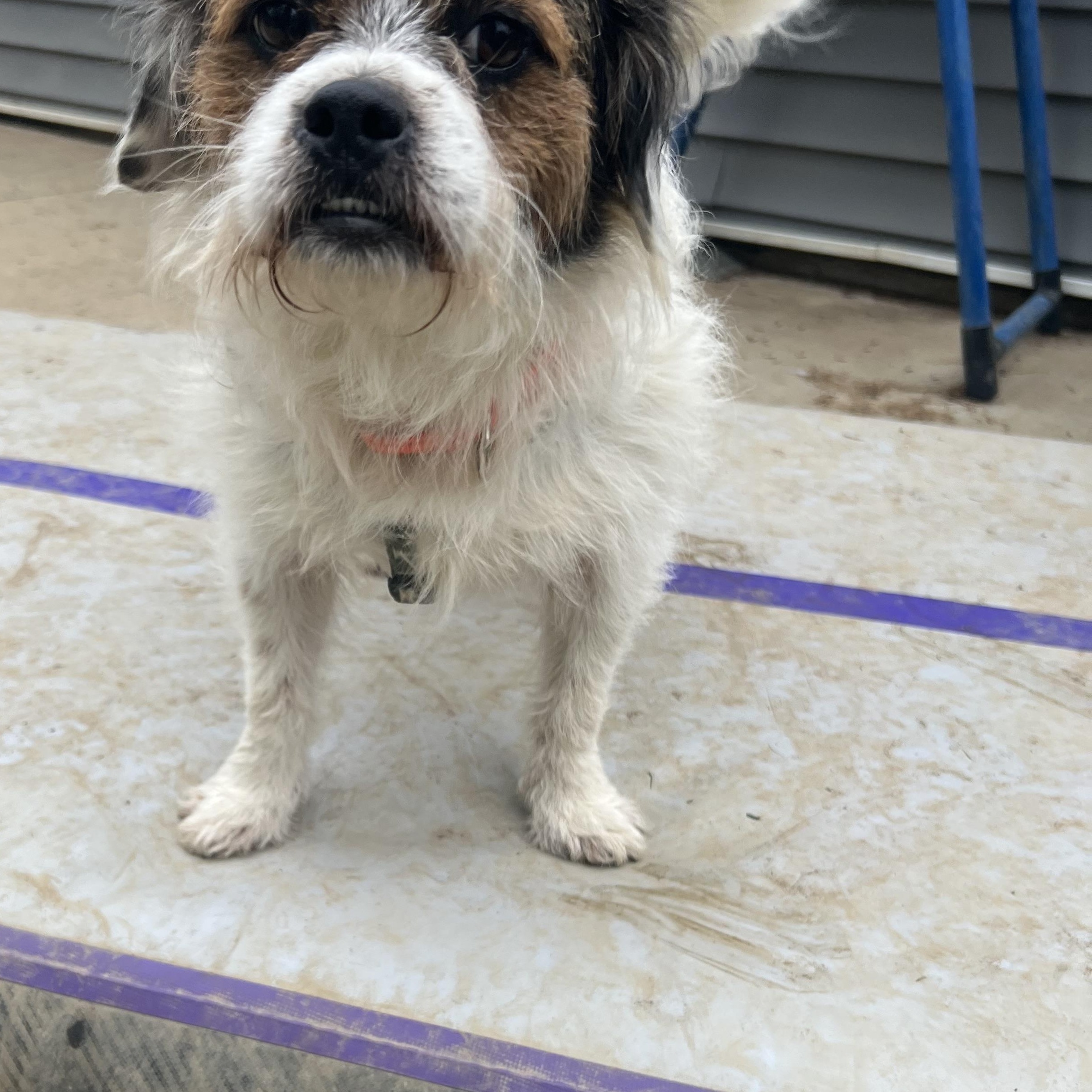 Chase, a Adoptable mixed breed in Alexandria, VA image 5/5