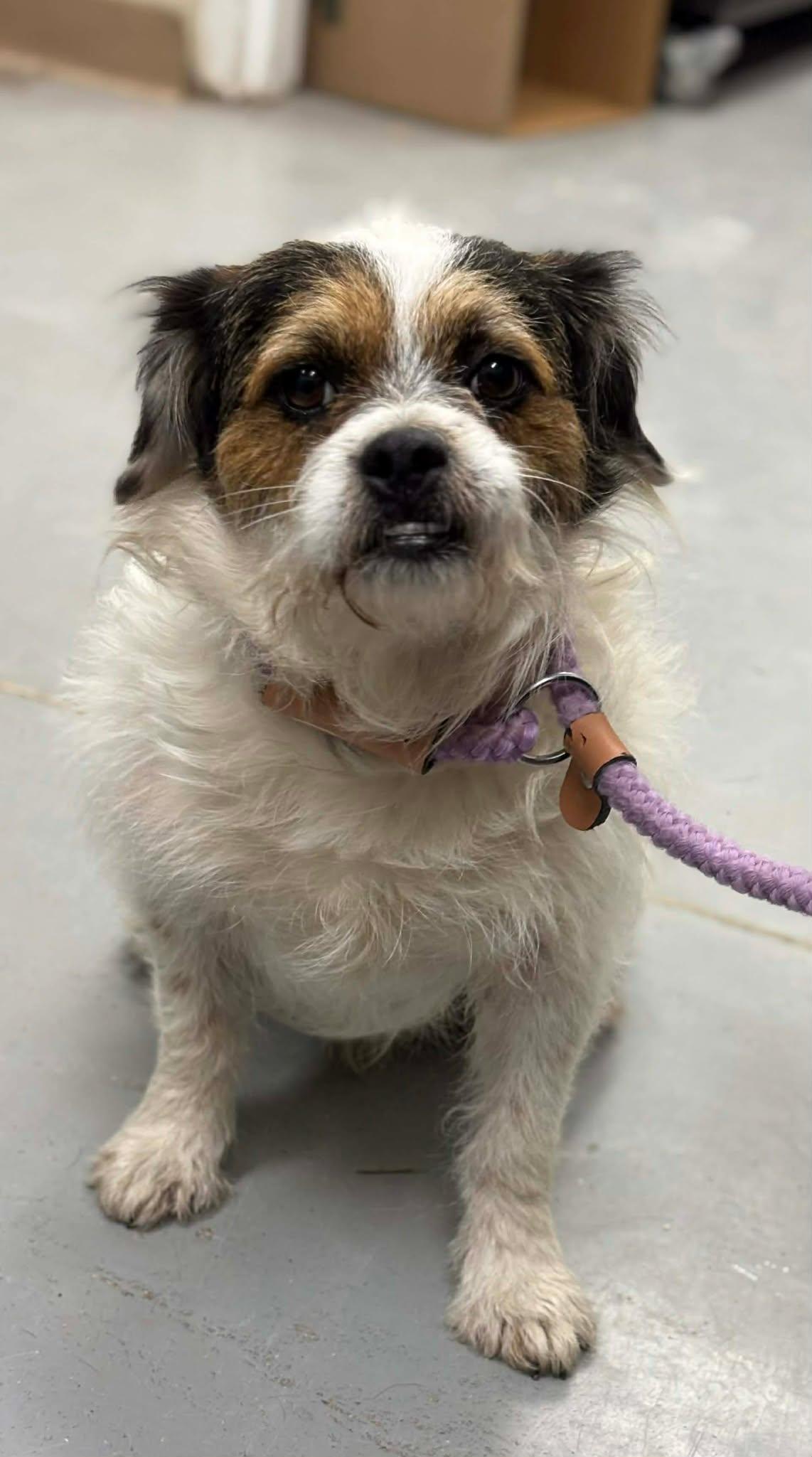Chase, a Adoptable mixed breed in Alexandria, VA image 2/5