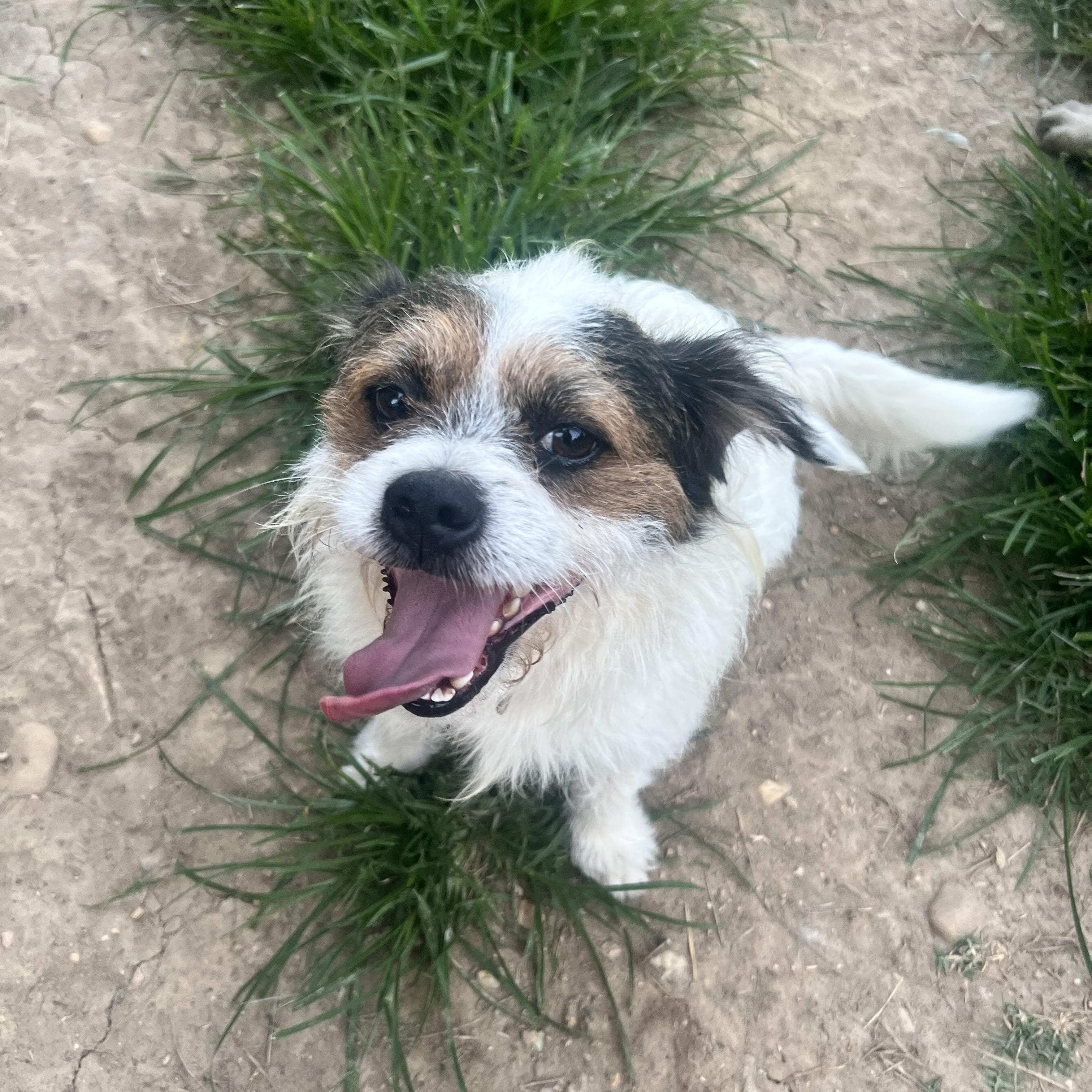Chase, Adoptable, Adult Male Jack Russell Terrier & Terrier.