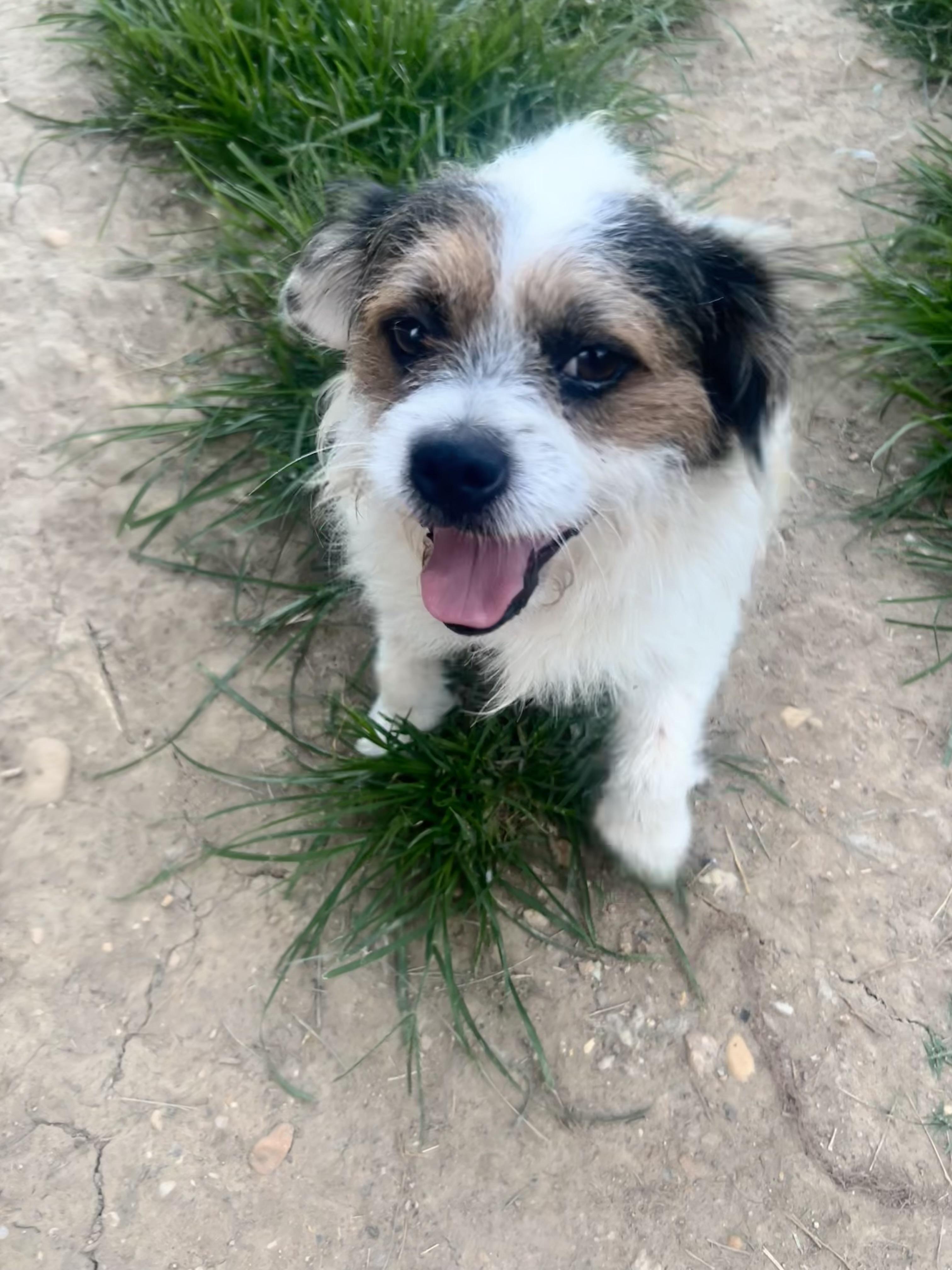 Chase, a Adoptable mixed breed in Alexandria, VA image 3/5