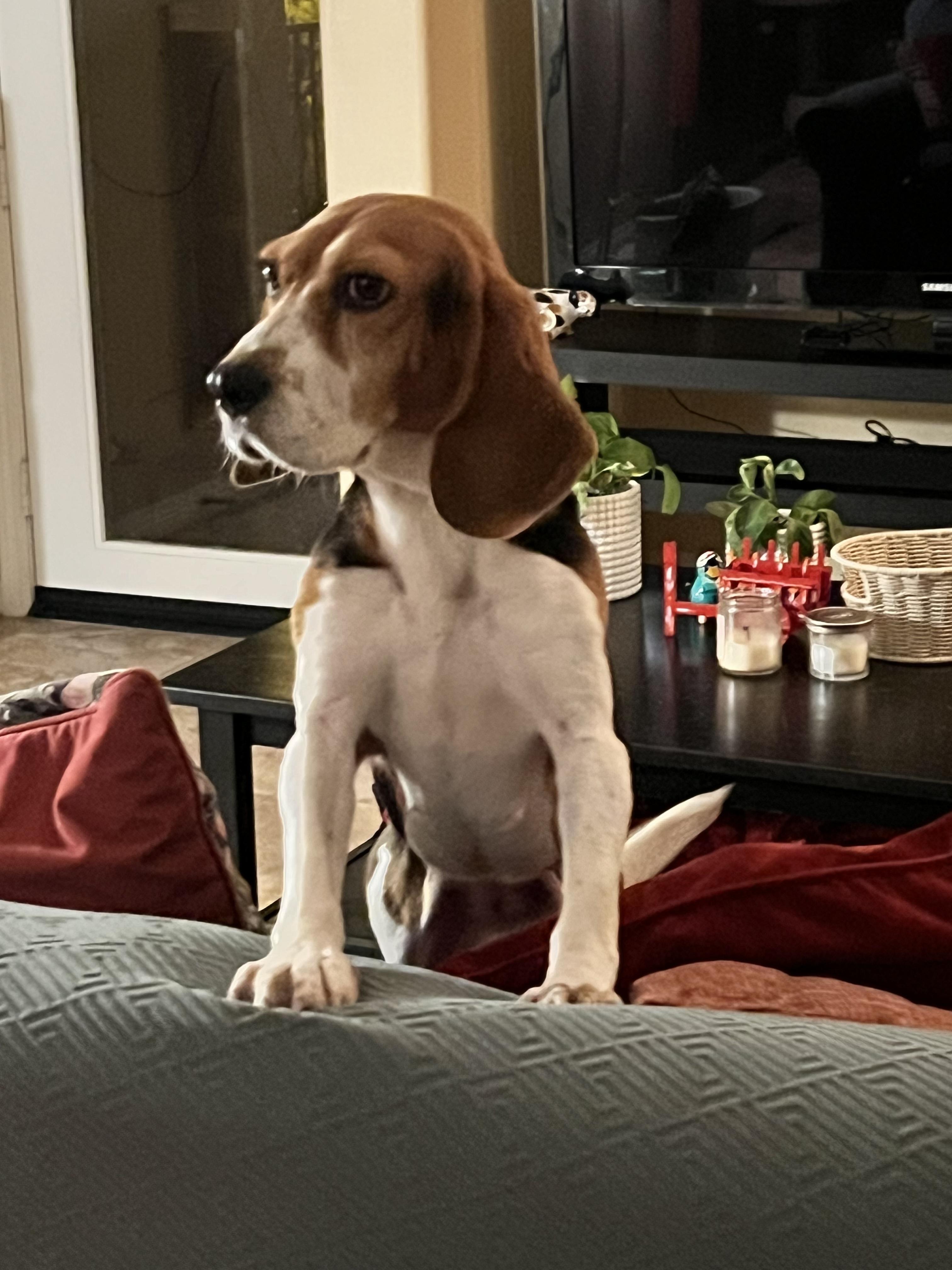 Enlarge Mocca, a ADOPTABLE Beagle in Anaheim, CA image 2/3