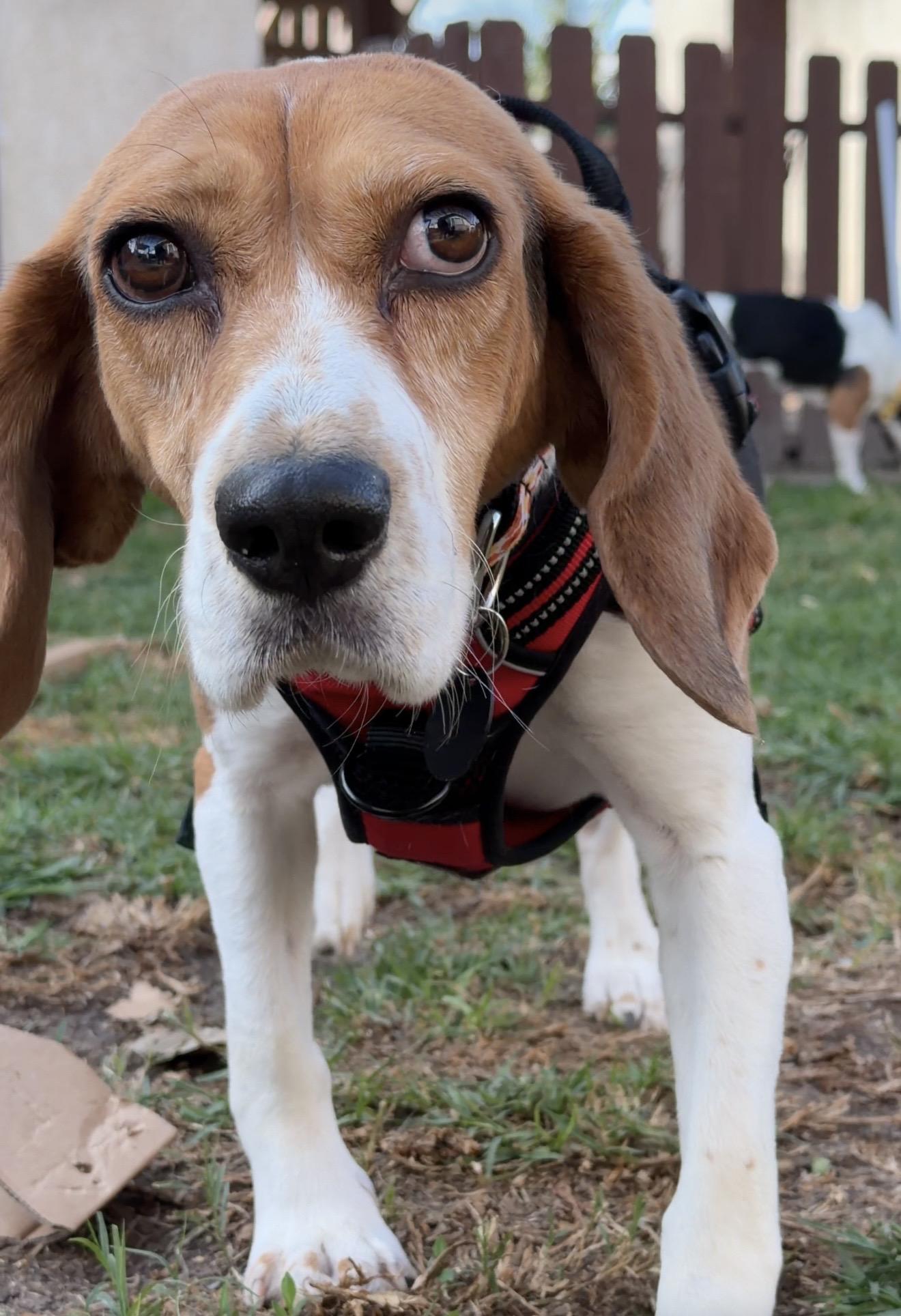 Enlarge Mocca, a ADOPTABLE Beagle in Anaheim, CA image 3/3