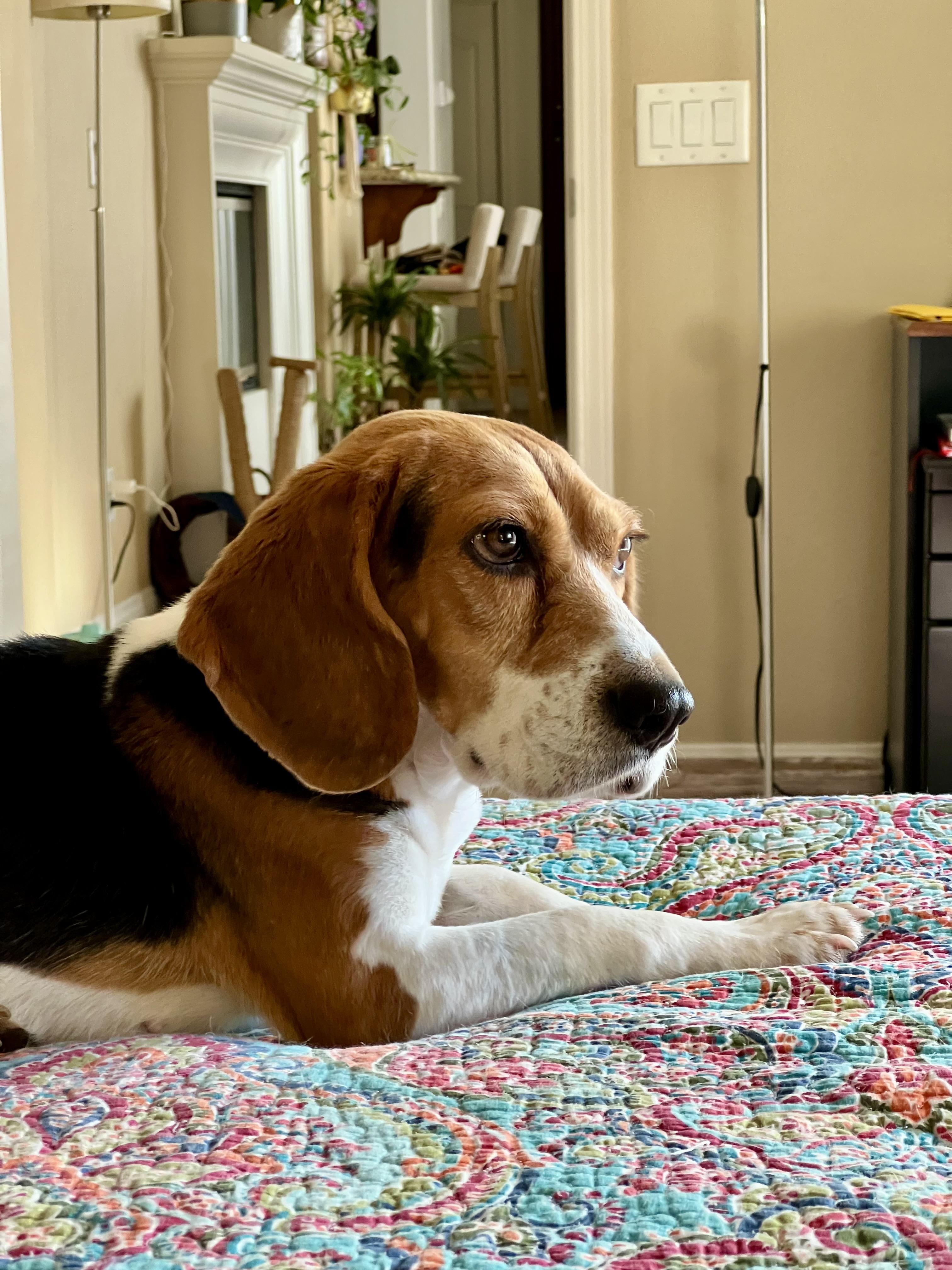 Mocca, ADOPTABLE, Adult Female Beagle.