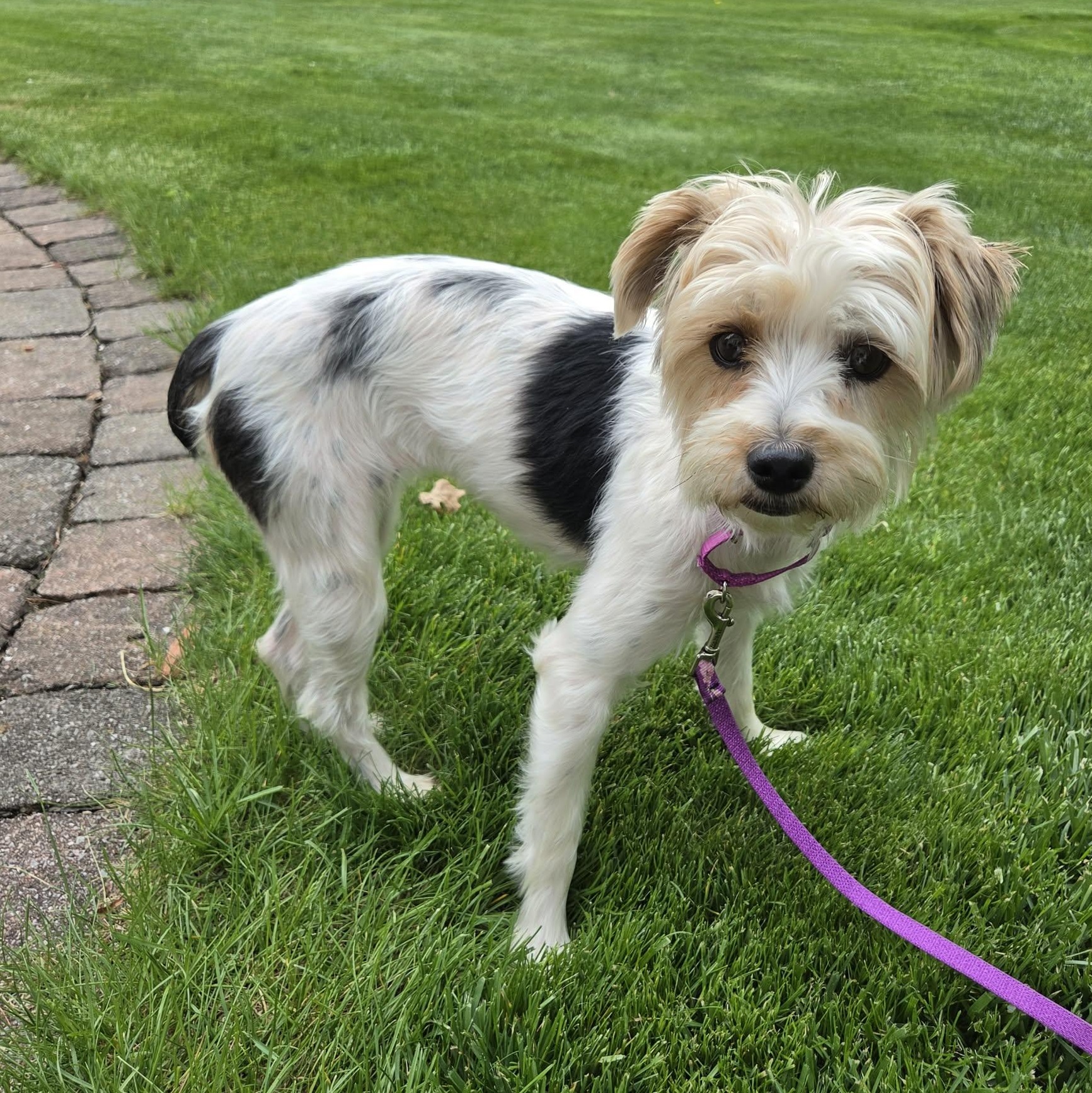 Izzy , an adopted Yorkshire Terrier in Pelham, NH image 1/6