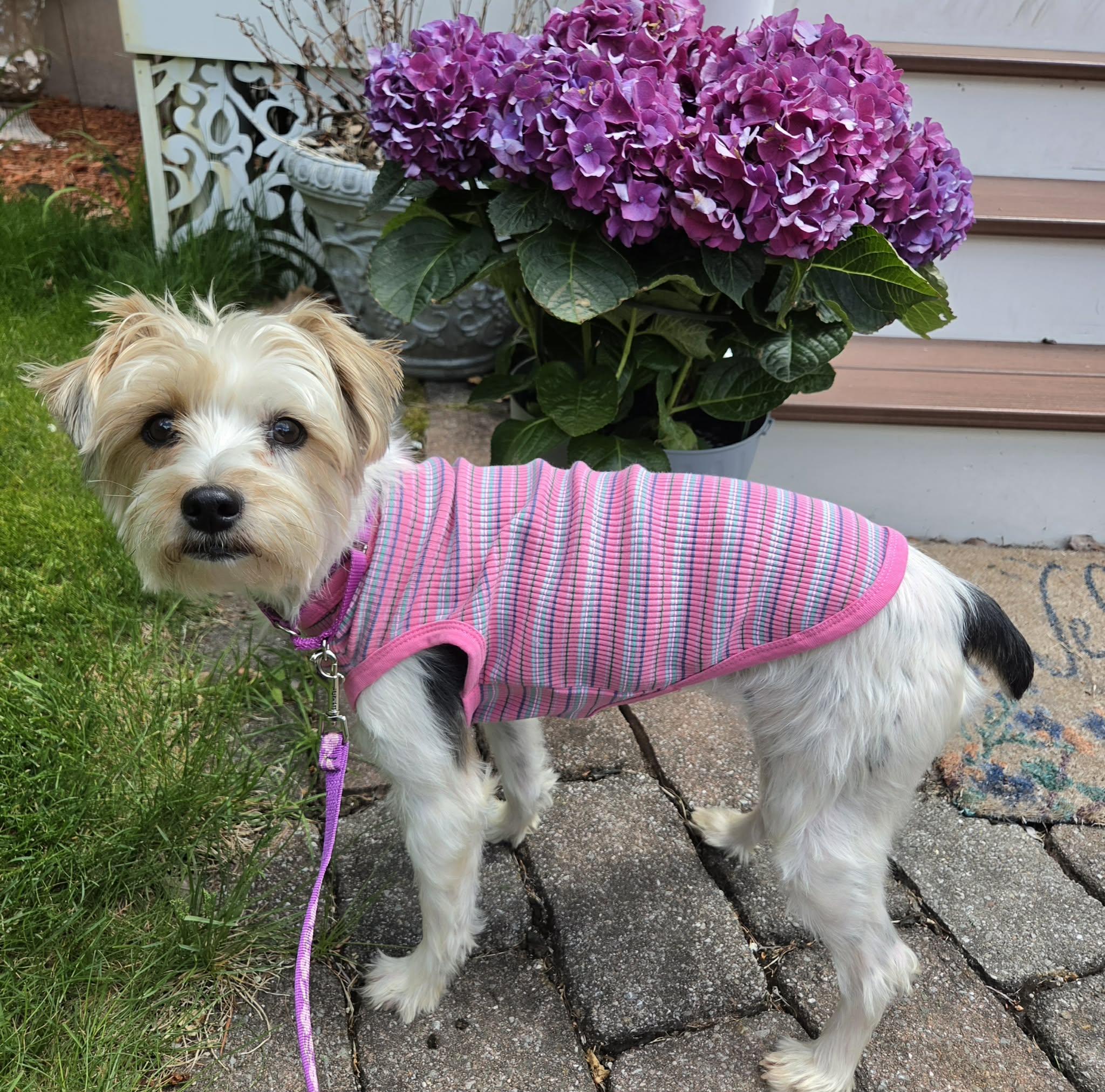 Izzy , an adopted Yorkshire Terrier in Pelham, NH image 3/6