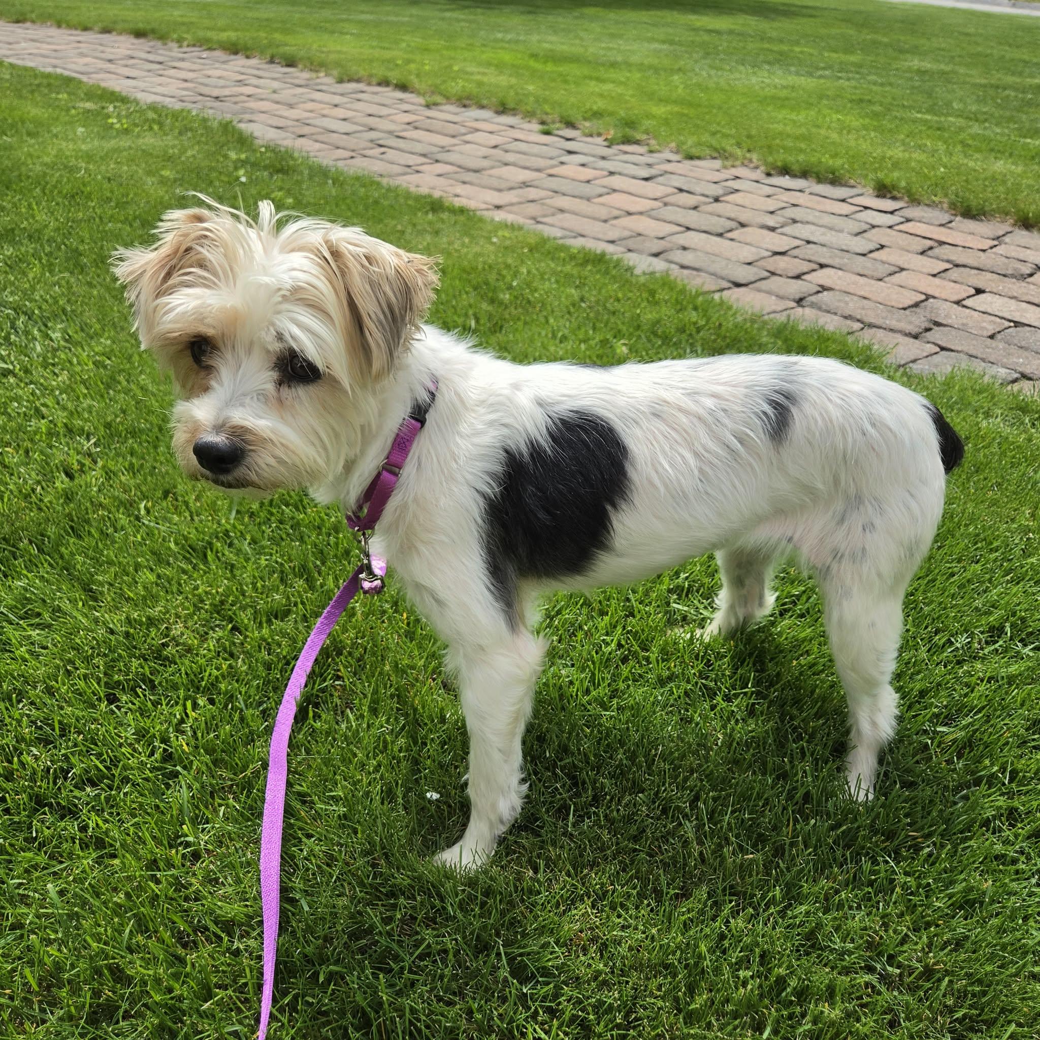 Izzy , an adopted Yorkshire Terrier in Pelham, NH image 5/6