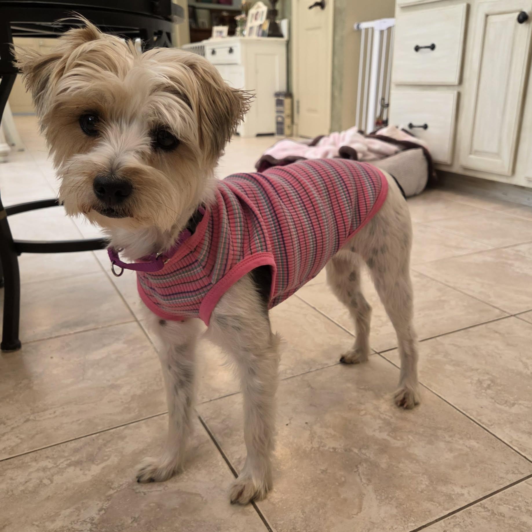 Izzy , an adopted Yorkshire Terrier in Pelham, NH image 2/6