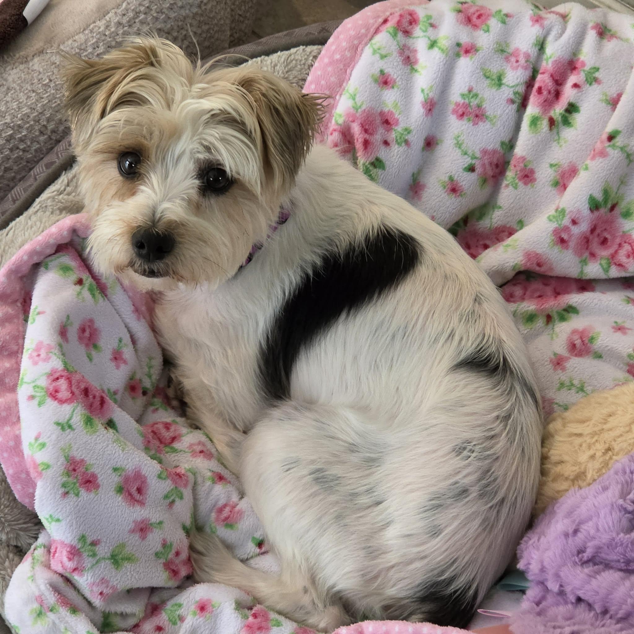 Izzy , an adopted Yorkshire Terrier in Pelham, NH image 6/6