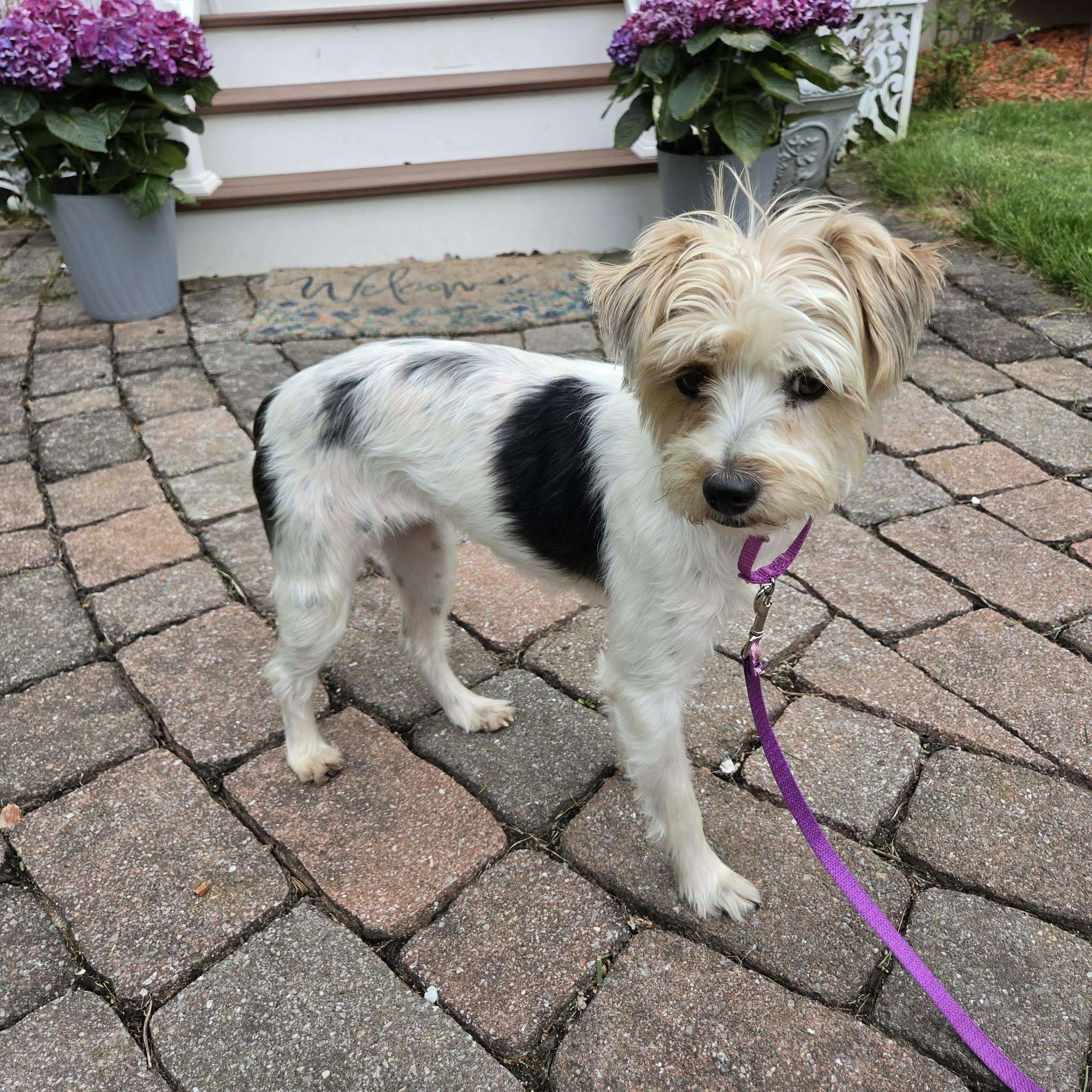 Izzy , an adopted Yorkshire Terrier in Pelham, NH image 4/6