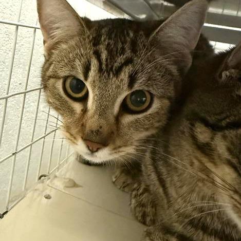 Jimmy, Adoptable, Young Male American Shorthair.