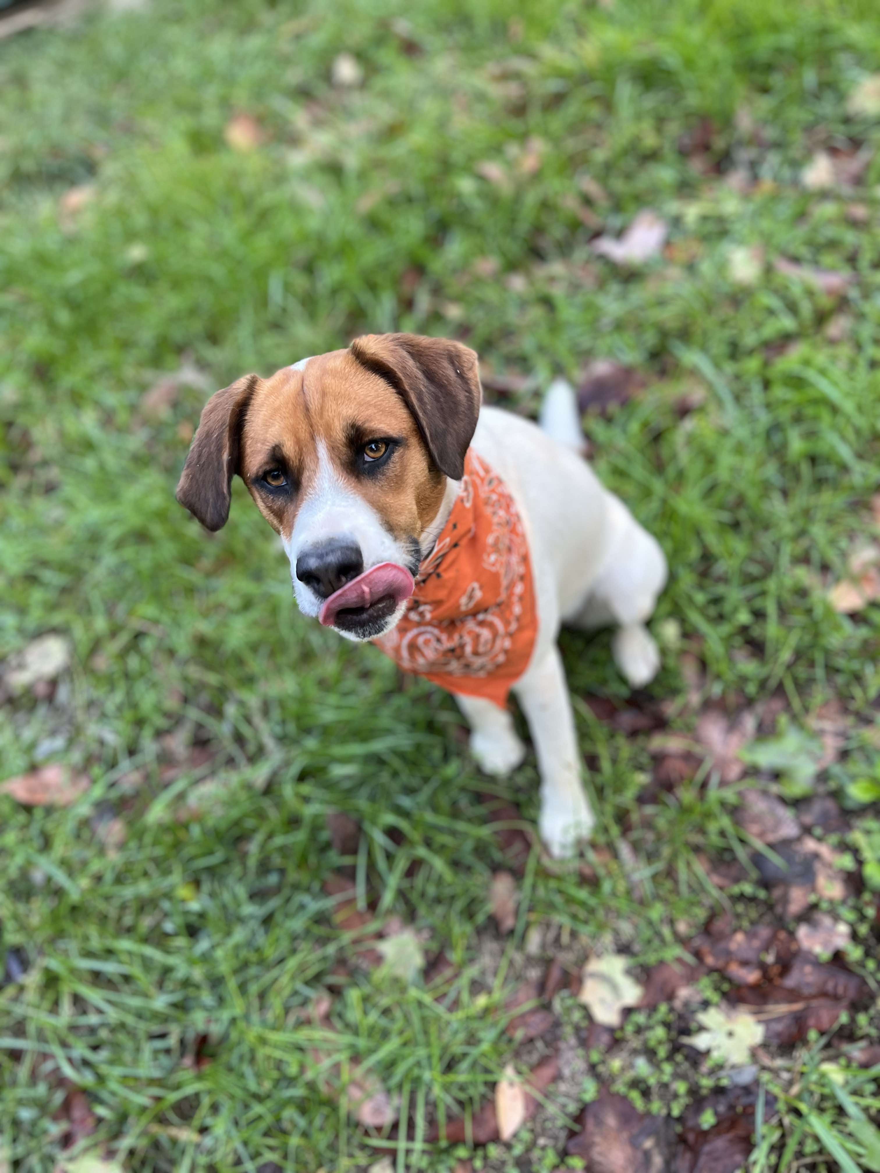 Enlarge Danni, a Adopted mixed breed in Londonderry, OH image 2/6