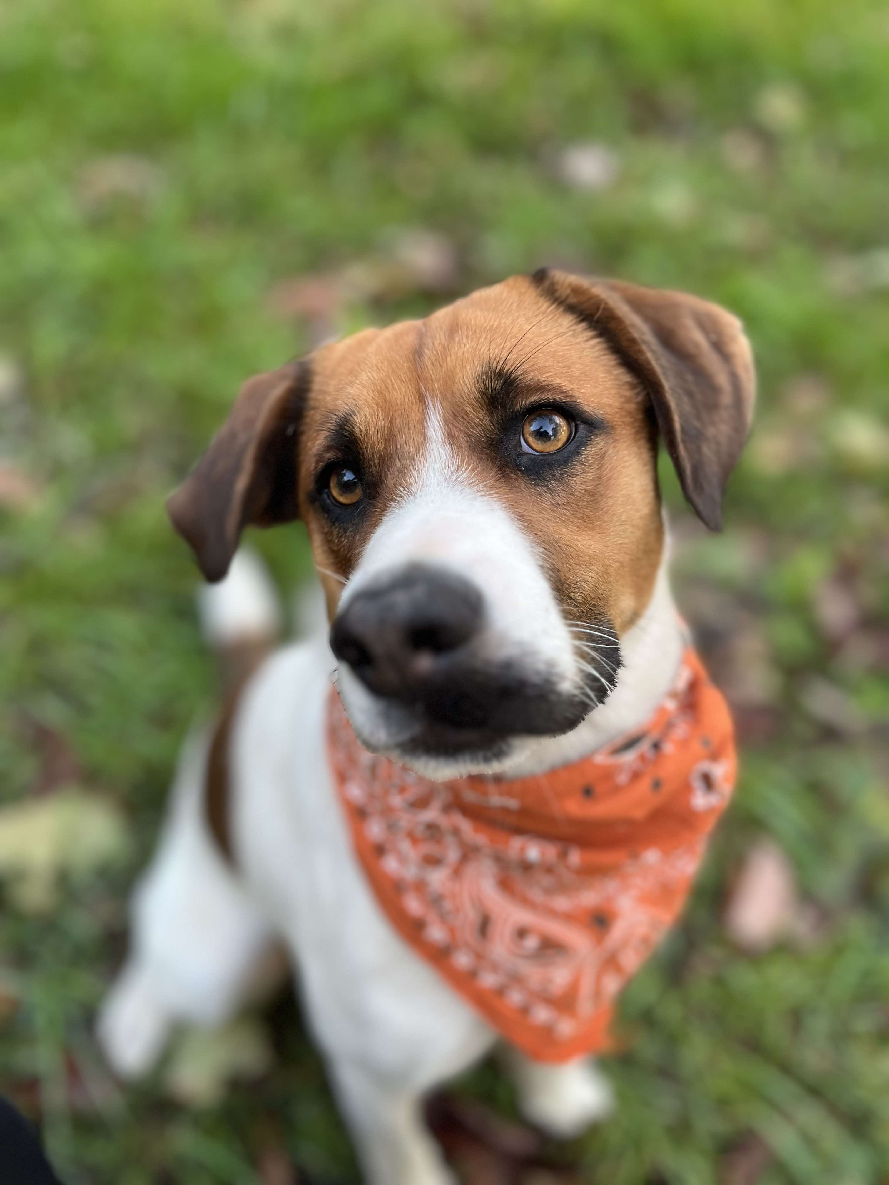 Danni, Adopted, Adult Female Beagle.
