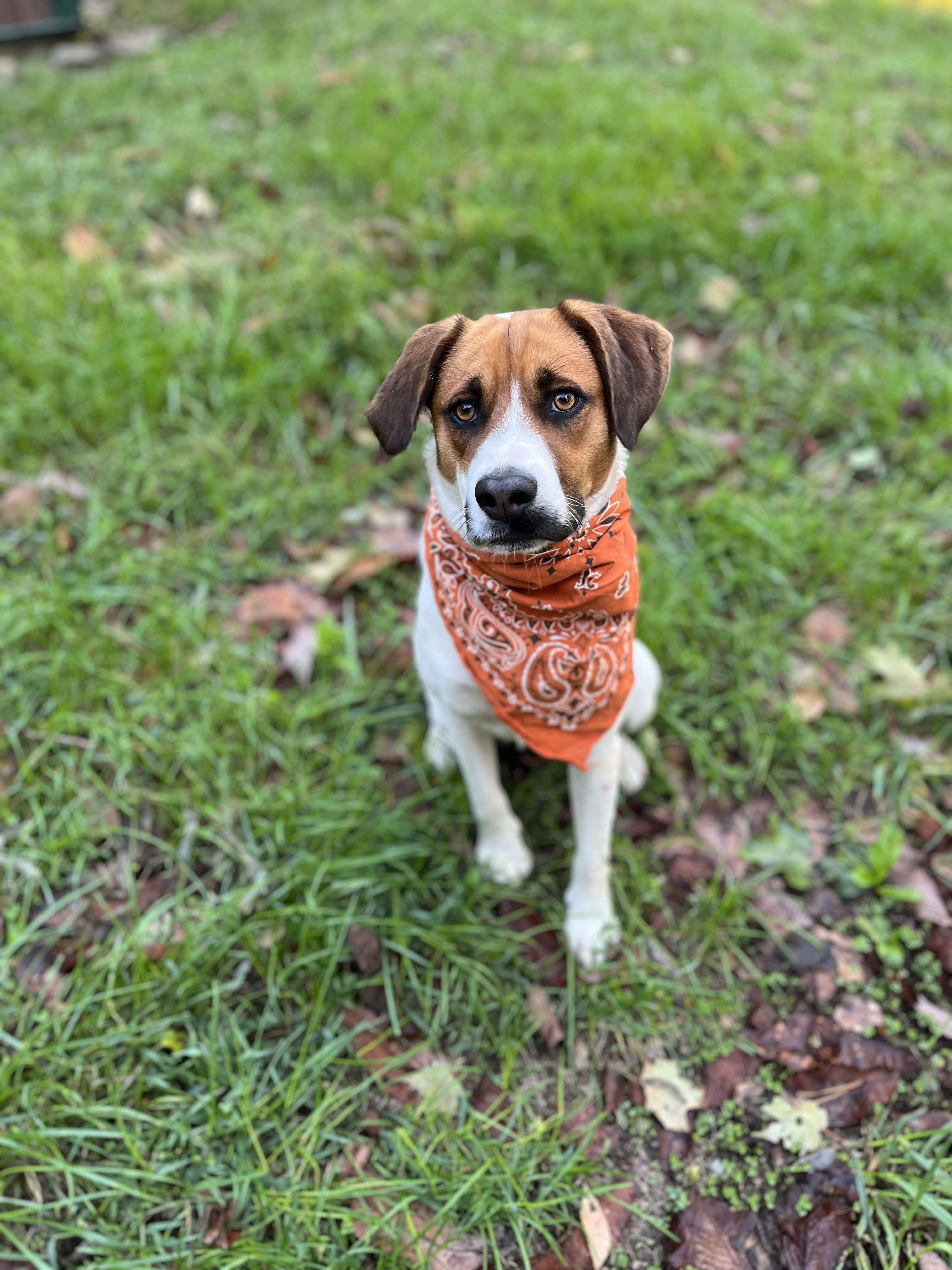Enlarge Danni, a Adopted mixed breed in Londonderry, OH image 3/6