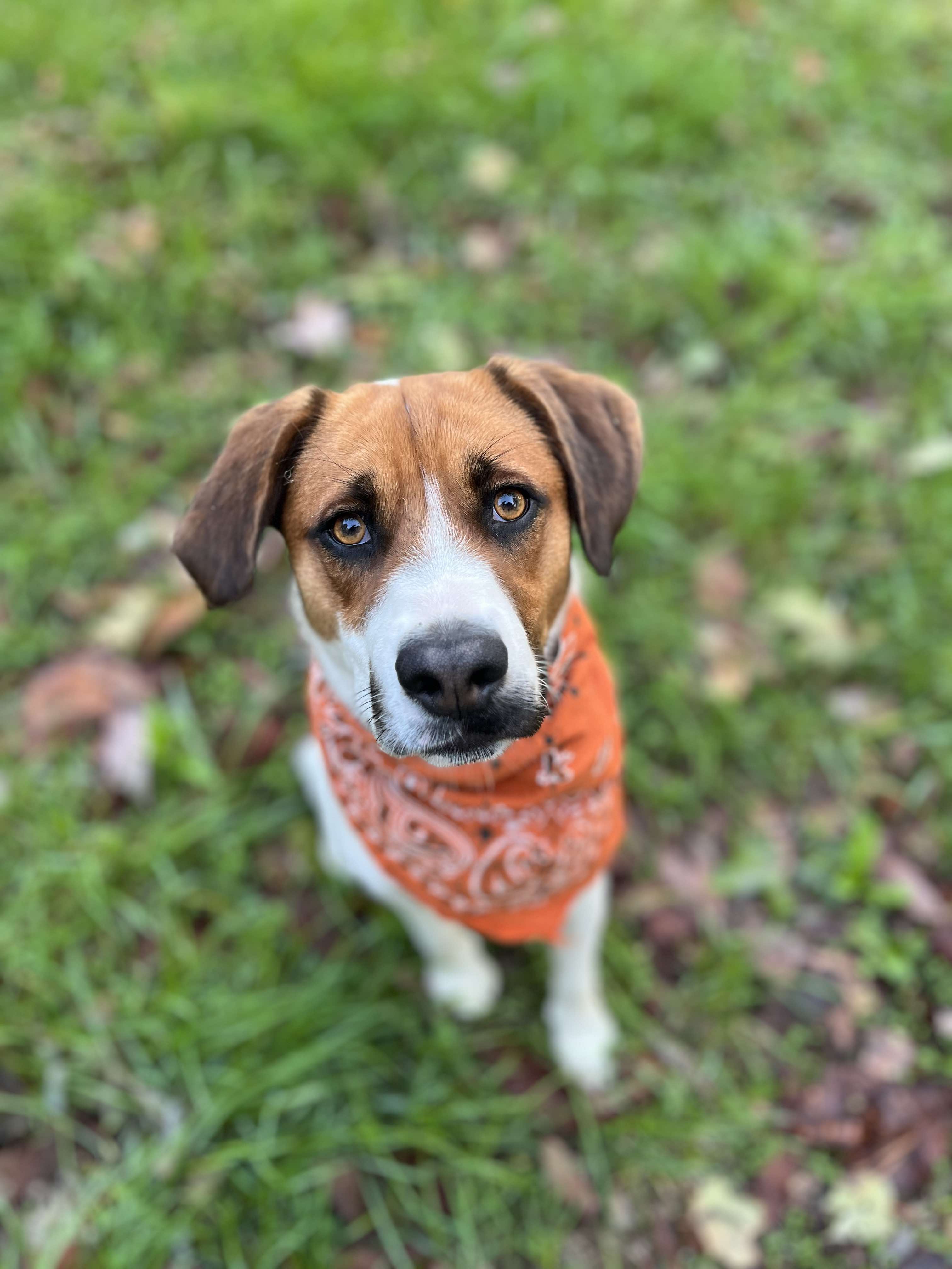 Enlarge Danni, a Adopted mixed breed in Londonderry, OH image 4/6