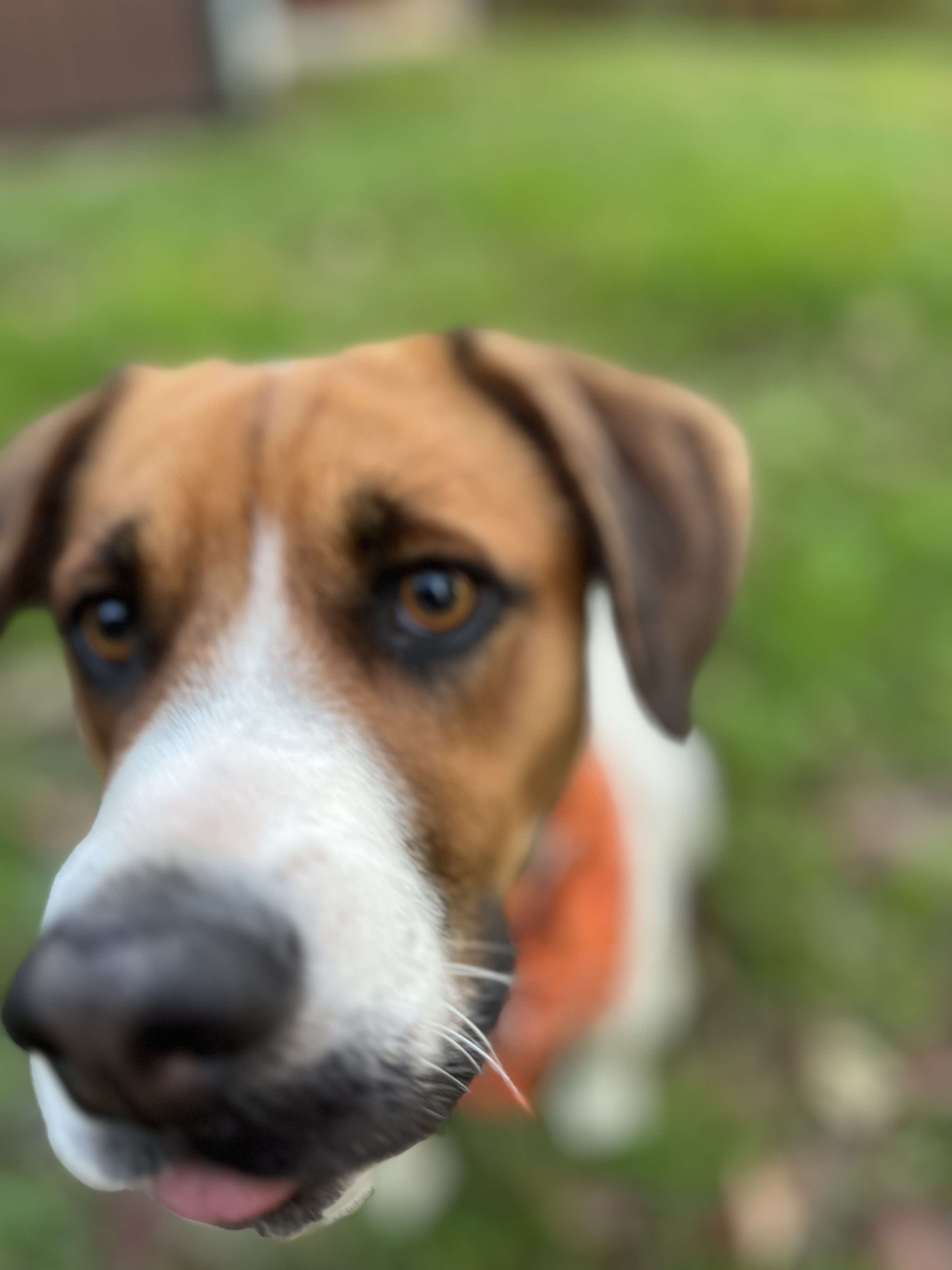 Enlarge Danni, a Adopted mixed breed in Londonderry, OH image 5/6