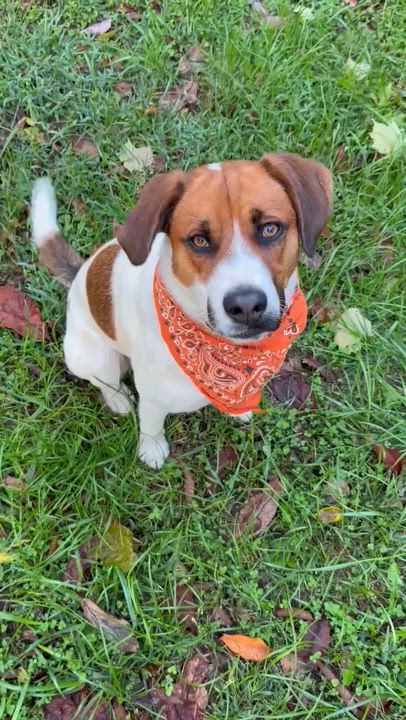 Enlarge Danni, a Adopted mixed breed in Londonderry, OH video 6/6
