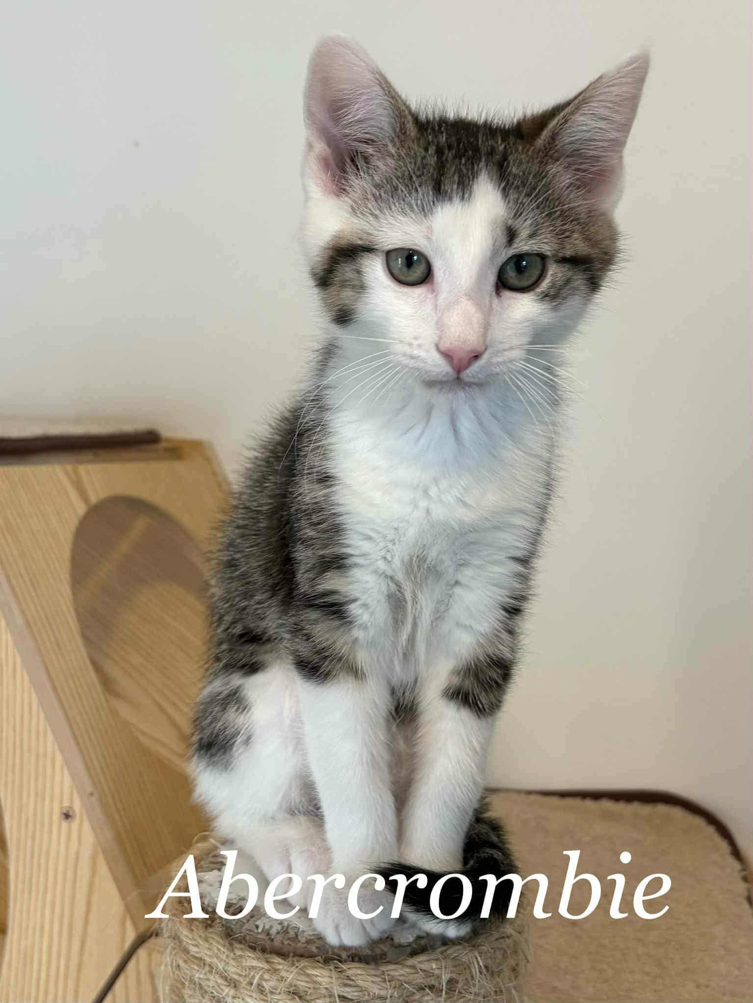 Abercrombie, Adopted, Kitten Male Domestic Short Hair & Tabby.