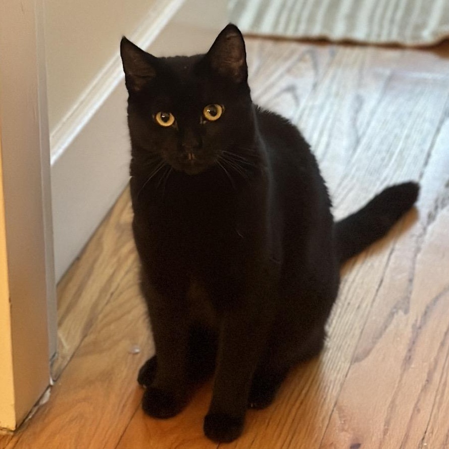 Jojo, Adoptable, Young Female Domestic Short Hair.