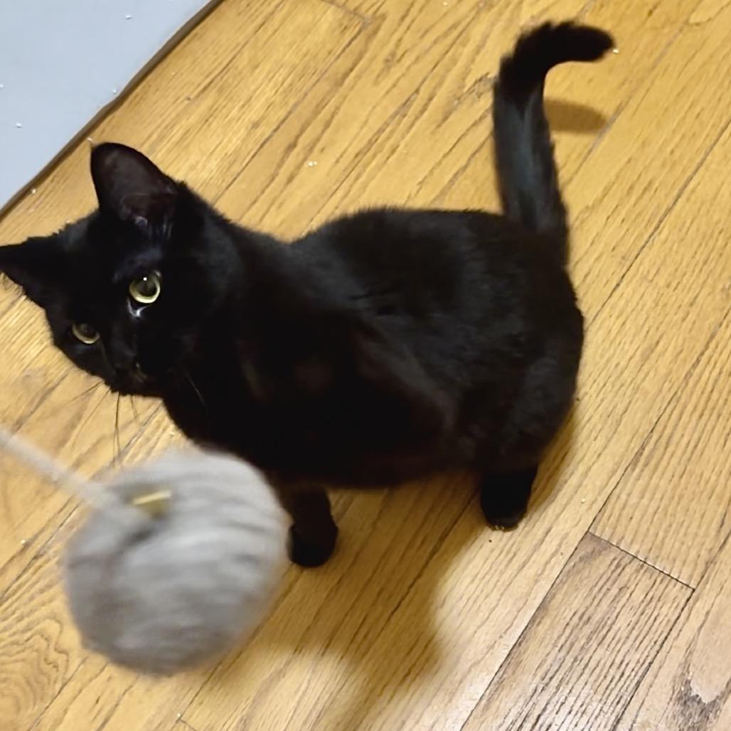 Enlarge Jojo, a Adoptable Domestic Short Hair in Forest Hills, NY image 4/6