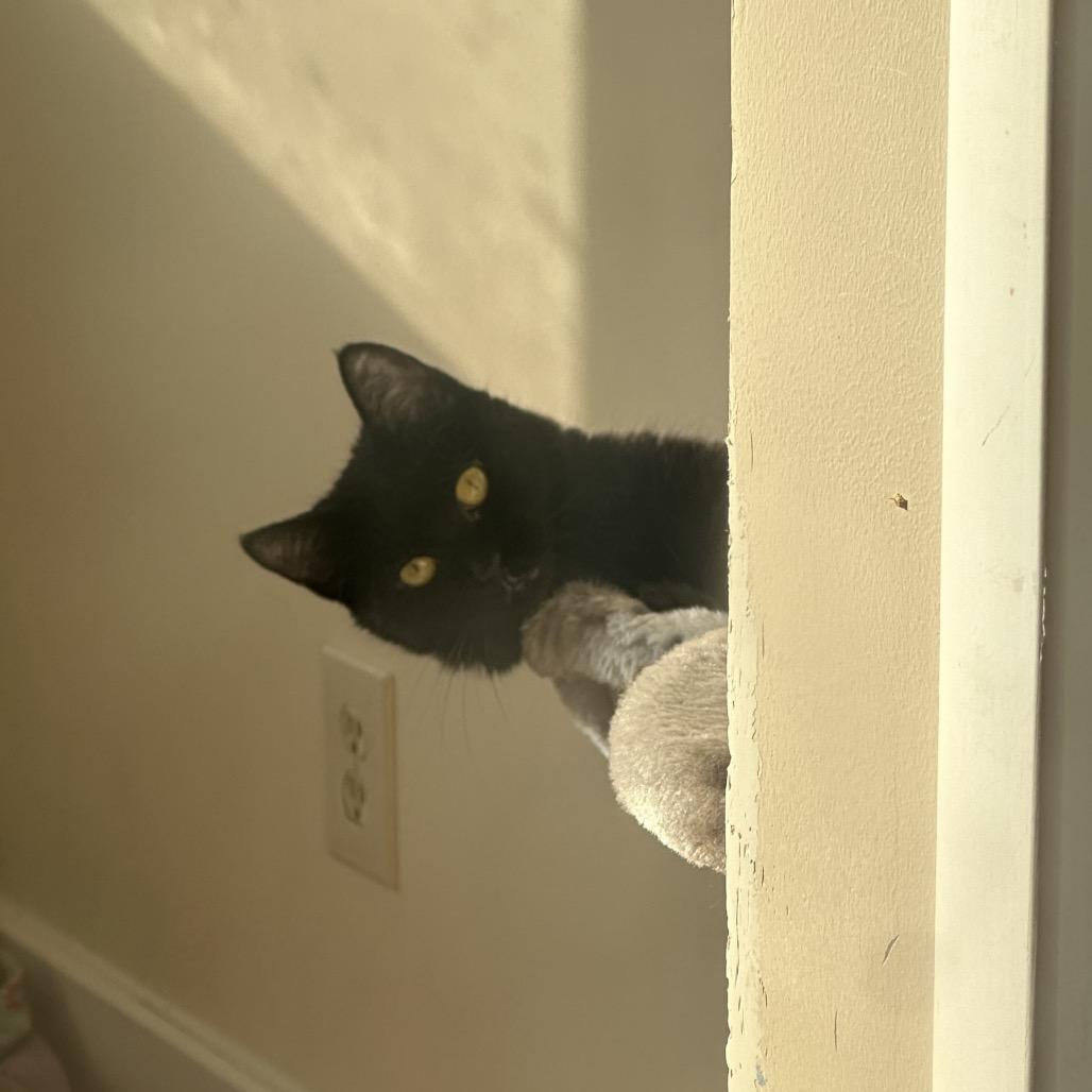 Enlarge Jojo, a Adoptable Domestic Short Hair in Forest Hills, NY image 5/6