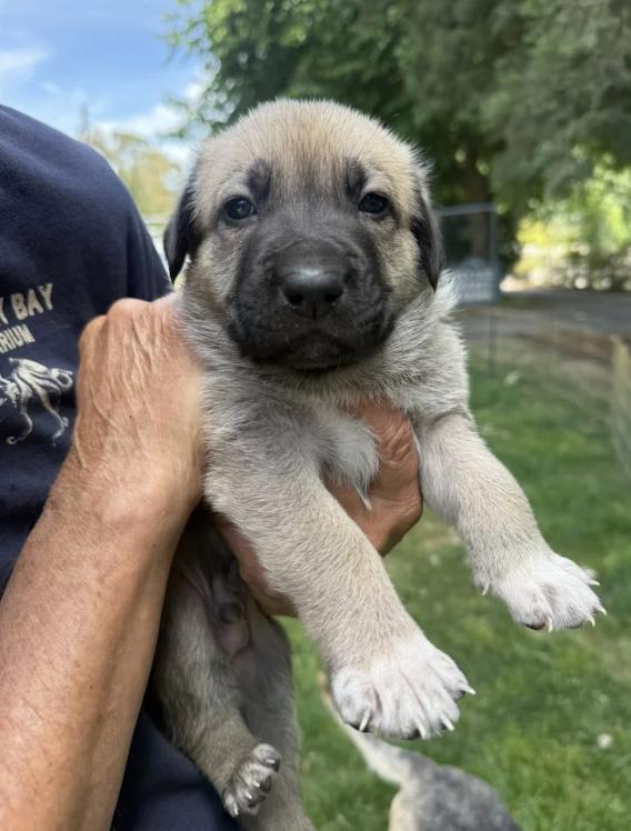 The Sandlot Litter, a ADOPTABLE mixed breed in Davis, CA image 4/6