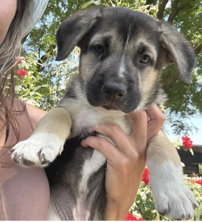 The Sandlot Litter, ADOPTABLE, Puppy Male German Shepherd Dog.