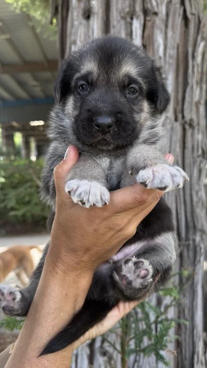 The Sandlot Litter, a ADOPTABLE mixed breed in Davis, CA image 2/6