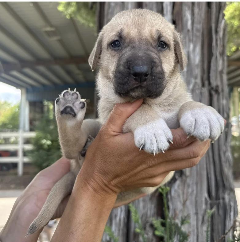 The Sandlot Litter, a ADOPTABLE mixed breed in Davis, CA image 5/6