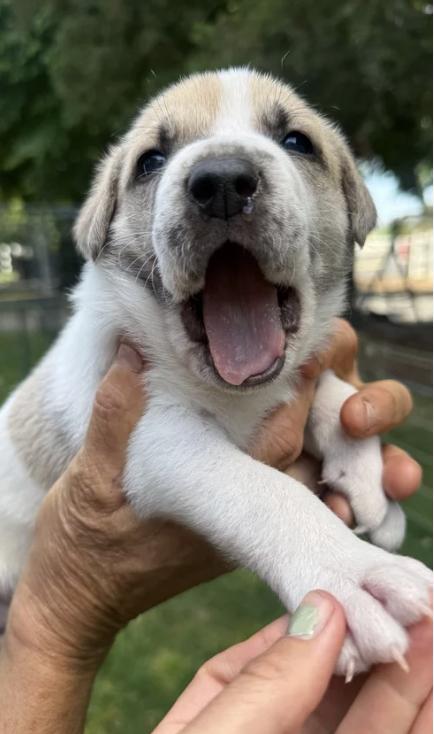 The Sandlot Litter, a ADOPTABLE mixed breed in Davis, CA image 3/6