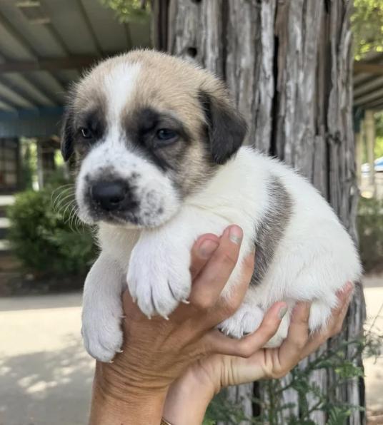 The Sandlot Litter, a ADOPTABLE mixed breed in Davis, CA image 6/6
