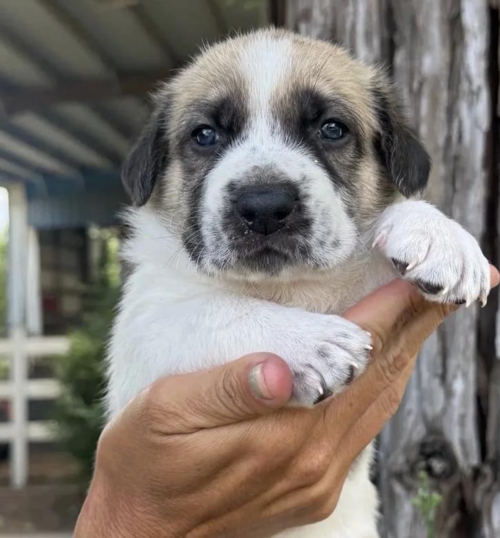 The Sandlot Litter, ADOPTABLE, Puppy Male German Shepherd Dog.