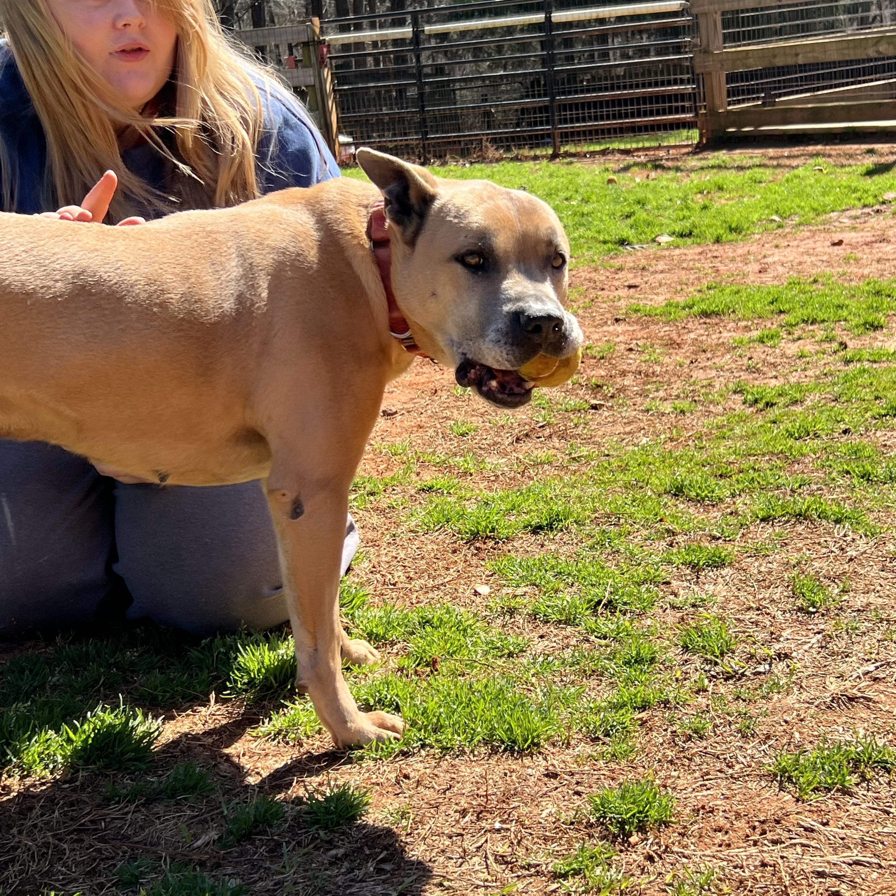 HOLLAND, ADOPTABLE, Adult Male Mixed Breed.