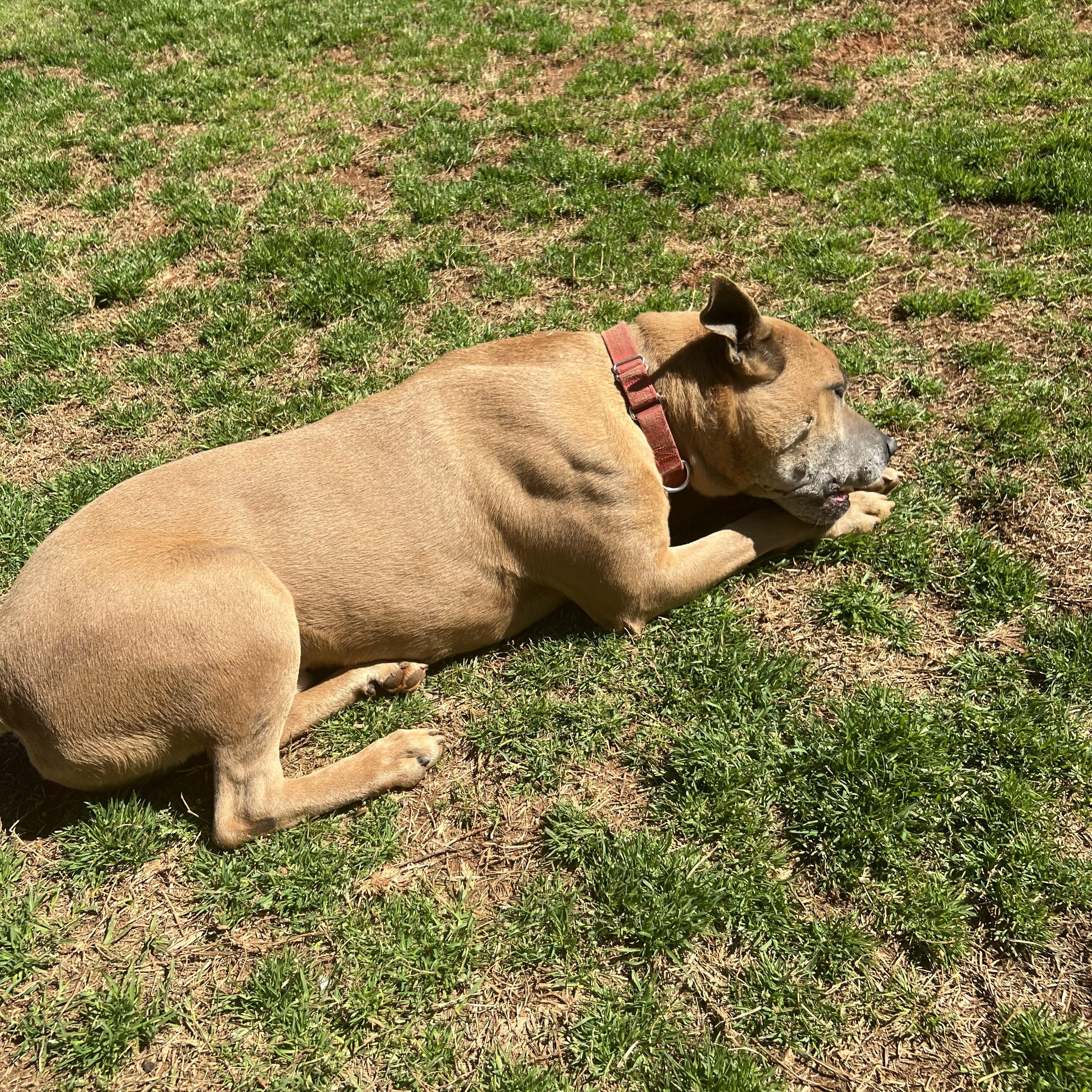 Enlarge HOLLAND, a ADOPTABLE mixed breed in Newborn, GA image 4/4
