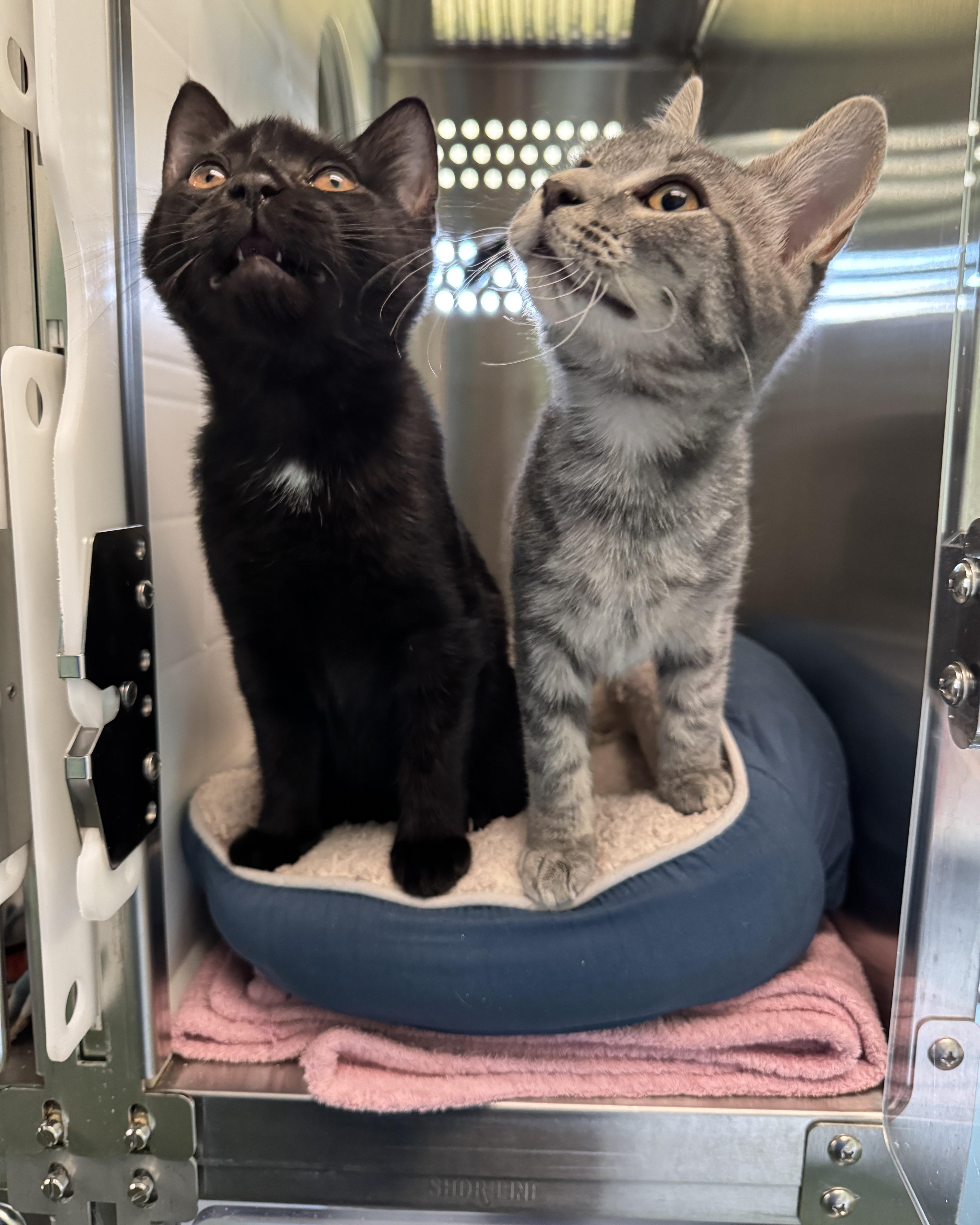 Amara & Lucy