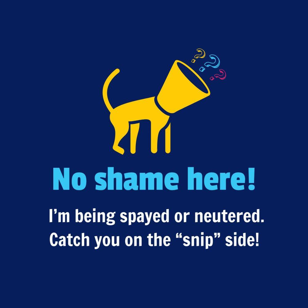 Niko, Adoptable, Adult Male Australian Shepherd.