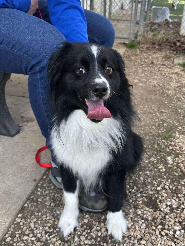 Enlarge Niko, a Adoptable Australian Shepherd in Alexandria, VA image 2/2