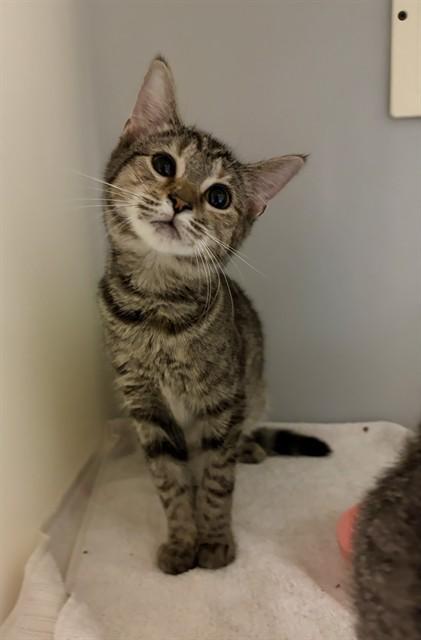 SECILIA, Adoptable, Kitten Female Domestic Short Hair.