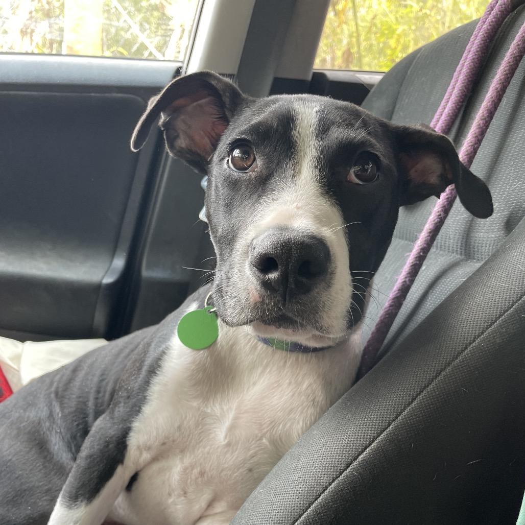 Enlarge Chester, a Adoptable Pit Bull Terrier in Waggaman, LA image 1/6
