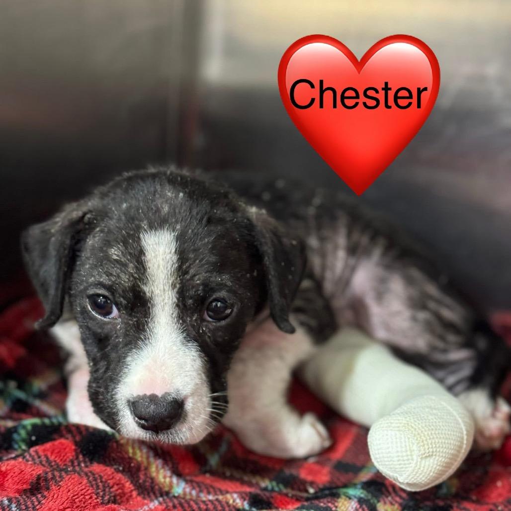 Enlarge Chester, a Adoptable Pit Bull Terrier in Waggaman, LA image 2/6