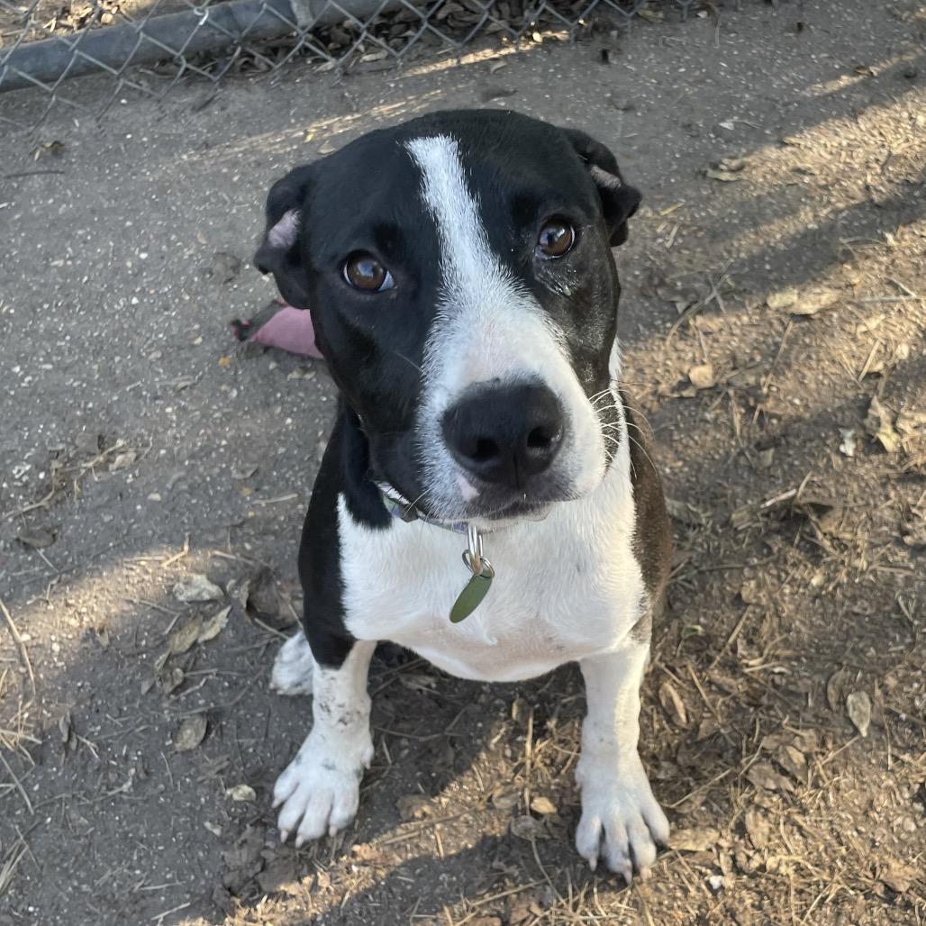 Enlarge Chester, a Adoptable Pit Bull Terrier in Waggaman, LA image 4/6