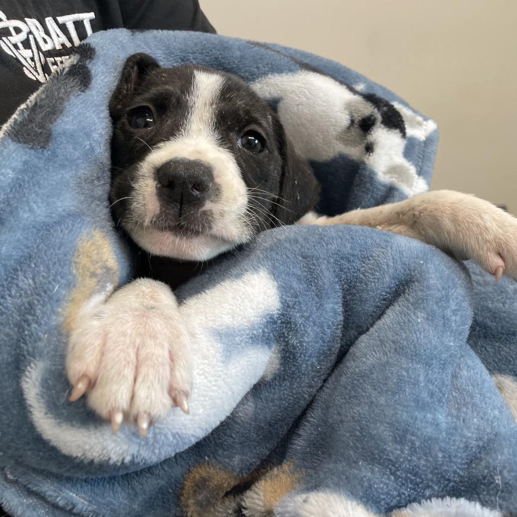 Enlarge Chester, a Adoptable Pit Bull Terrier in Waggaman, LA image 5/6