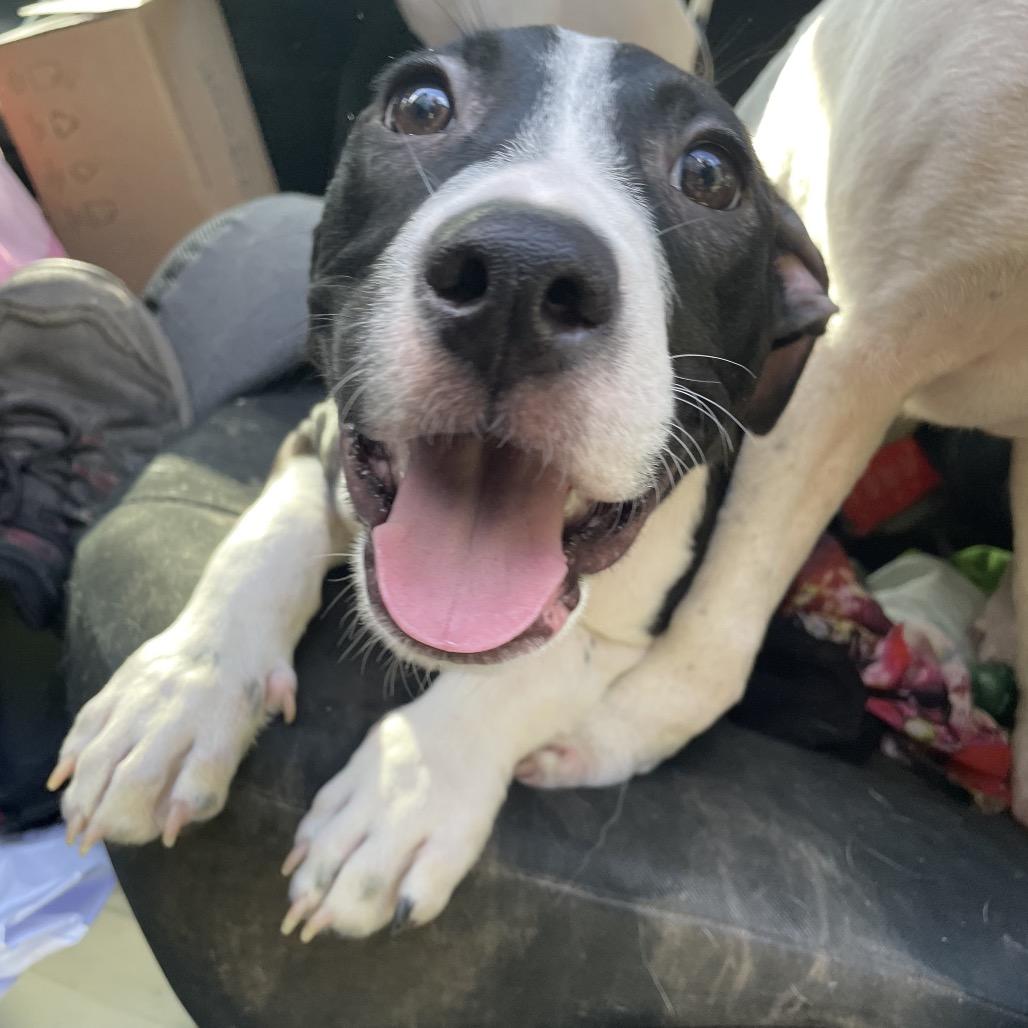 Enlarge Chester, a Adoptable Pit Bull Terrier in Waggaman, LA image 6/6