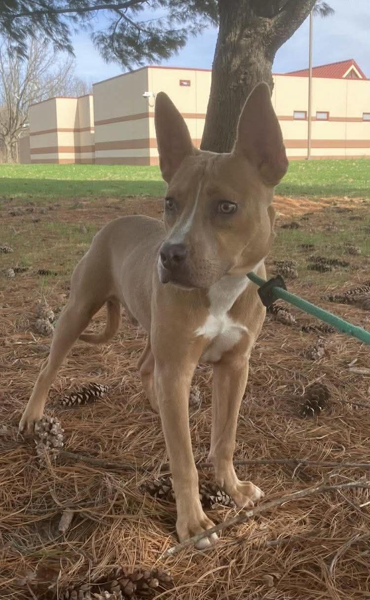 Enlarge Felix (in a FOSTER home) , a ADOPTABLE mixed breed in Springfield, IL image 2/4