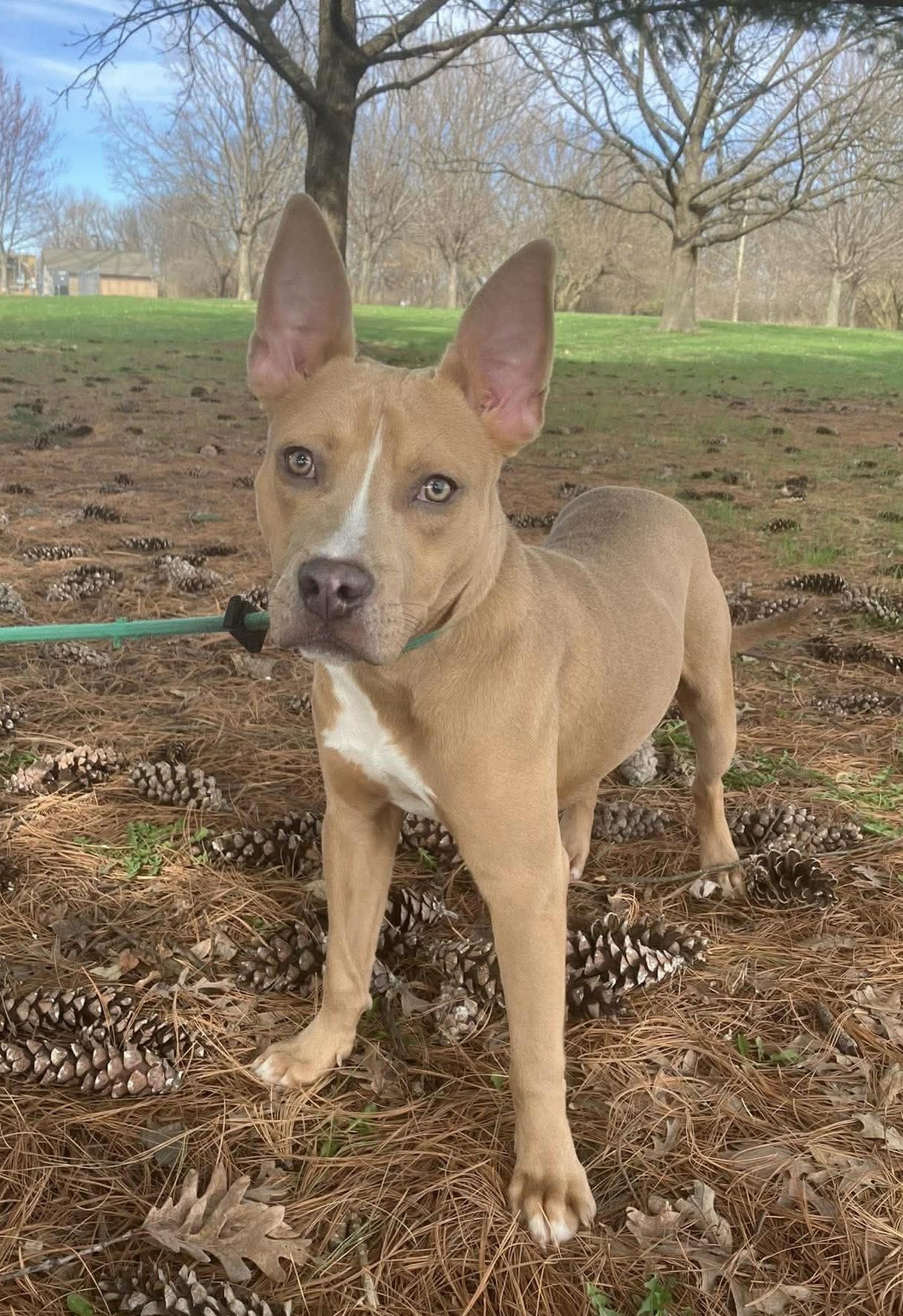 Enlarge Felix (in a FOSTER home) , a ADOPTABLE mixed breed in Springfield, IL image 4/4