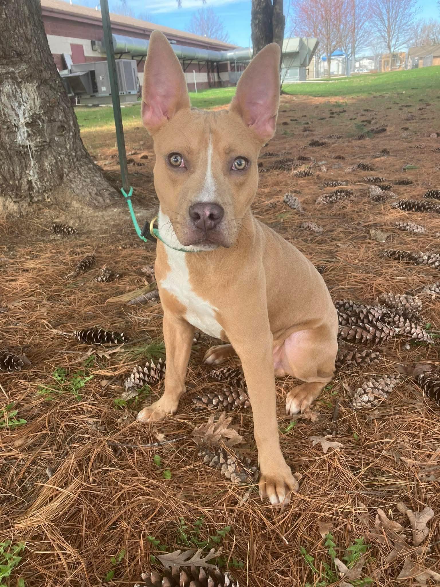 Felix (in a FOSTER home) , ADOPTABLE, Young Male Pit Bull Terrier.