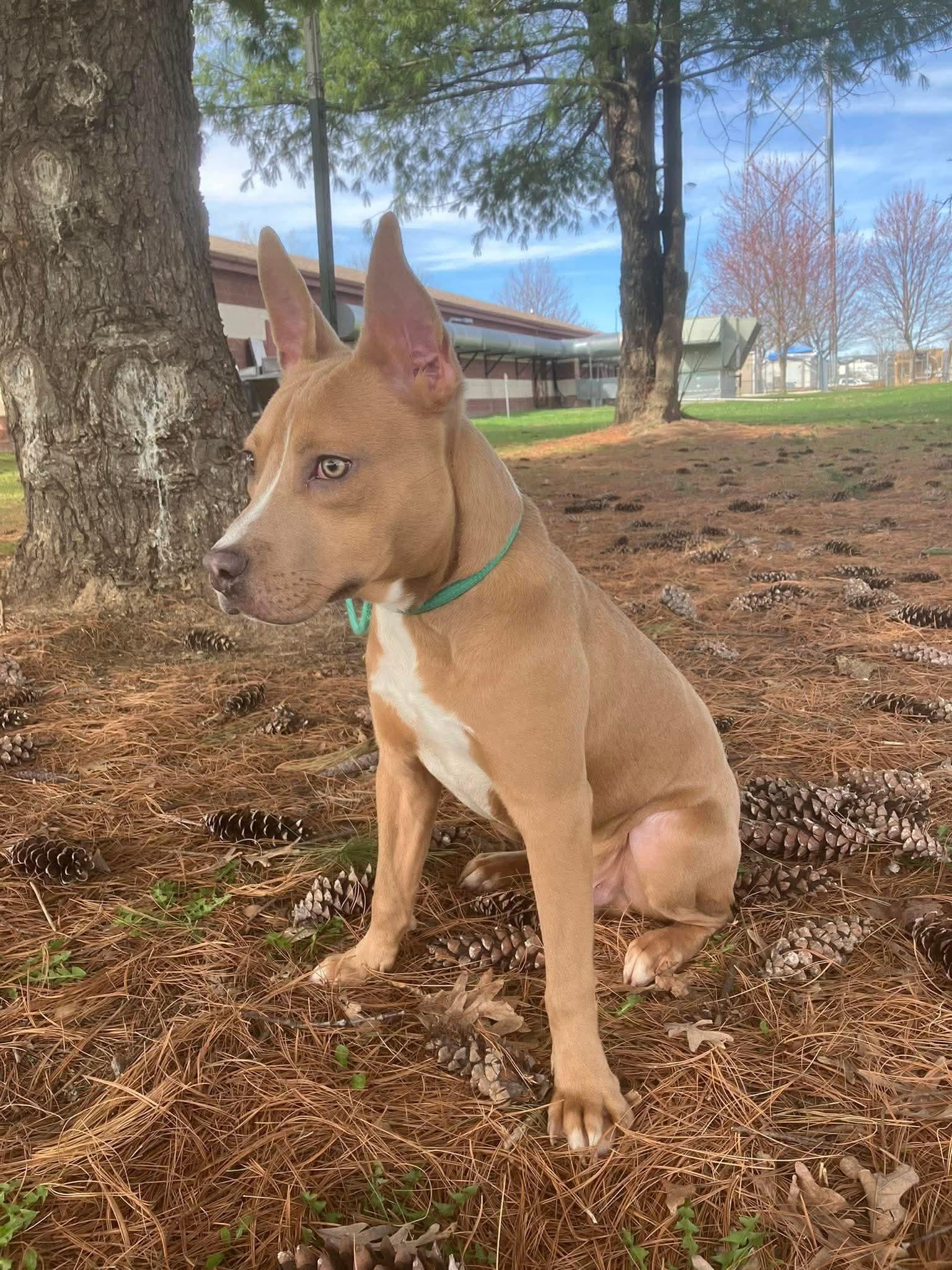 Enlarge Felix (in a FOSTER home) , a ADOPTABLE mixed breed in Springfield, IL image 3/4