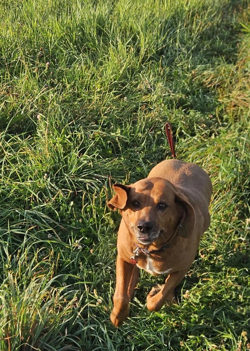 Maple, Adoptable, Adult Female Redbone Coonhound.